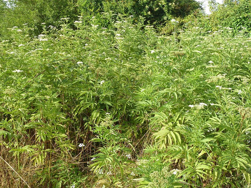 Parco della Caffarella - Sambucus ebulus